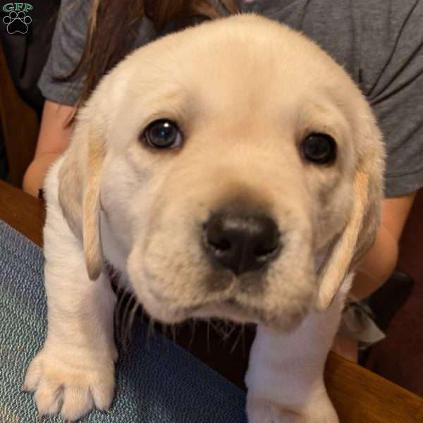 Betty Yellow Labrador Retriever Puppy For Sale in Pennsylvania